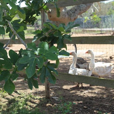 Tenuta Ferraro Gallipoli Zewnętrze zdjęcie